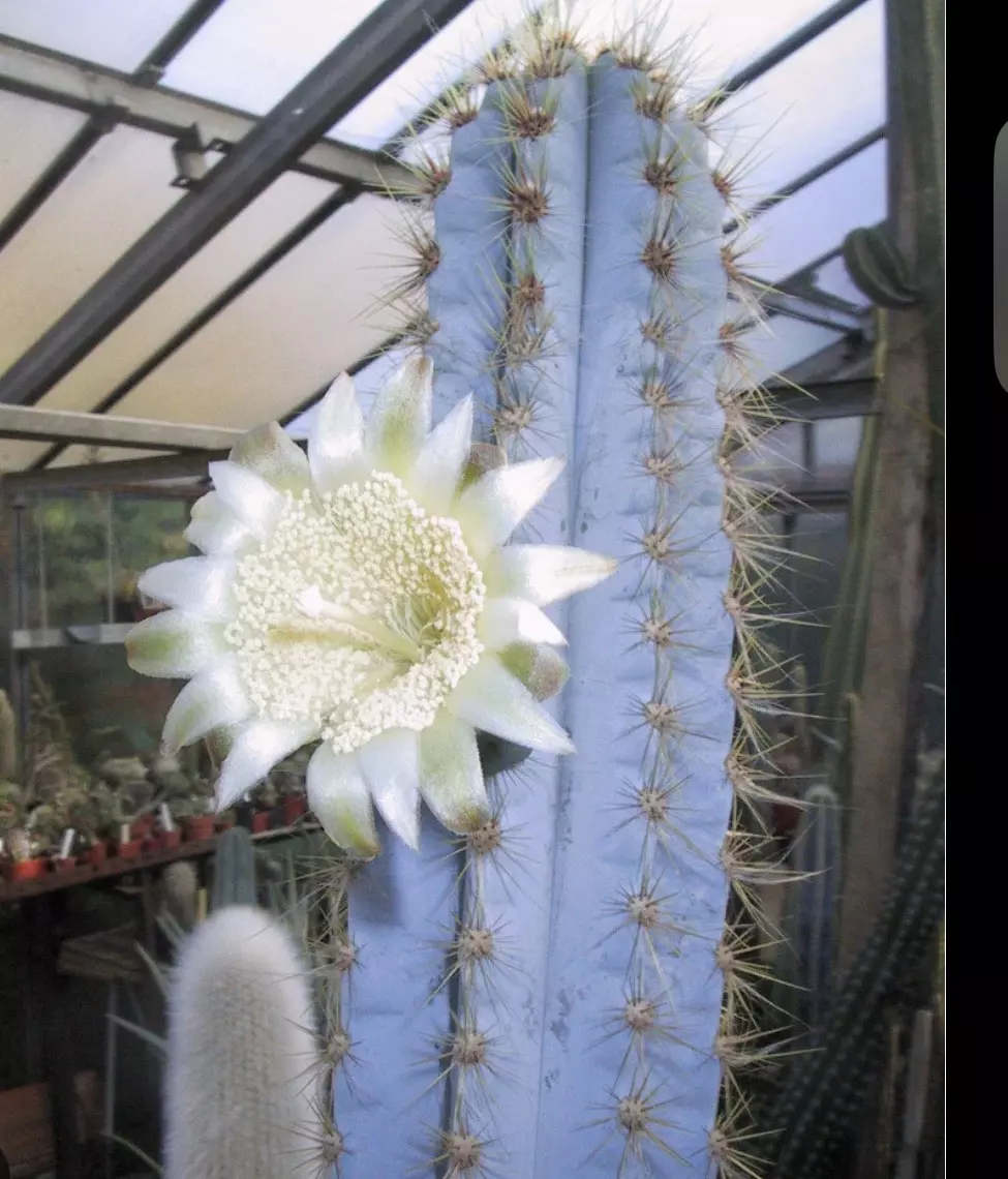 plant/Pilosocereus pachycladus (blue torch cactus)-4