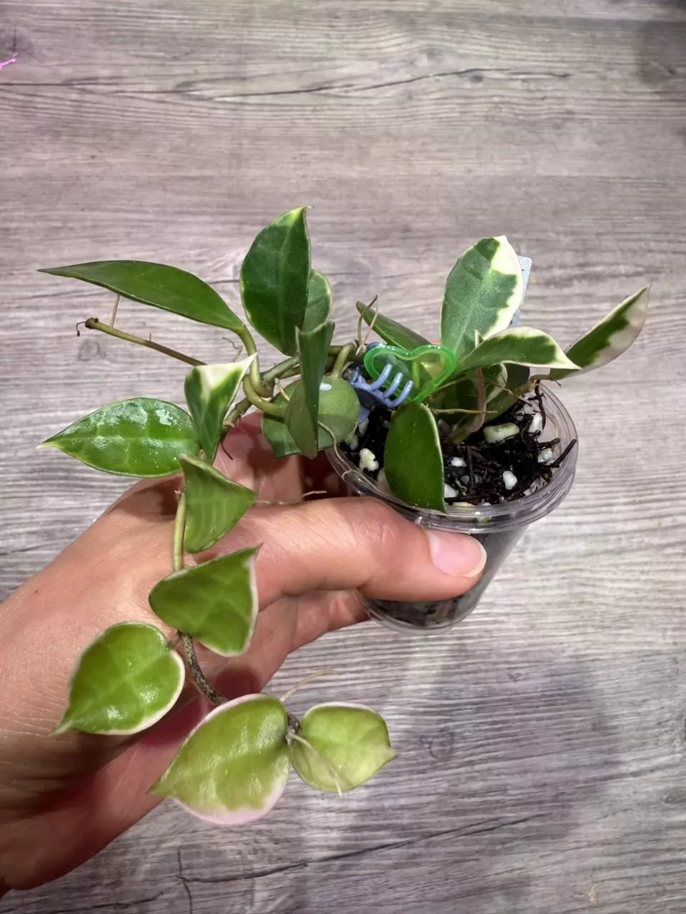 plant/Hoya Lacunosa Asami-0