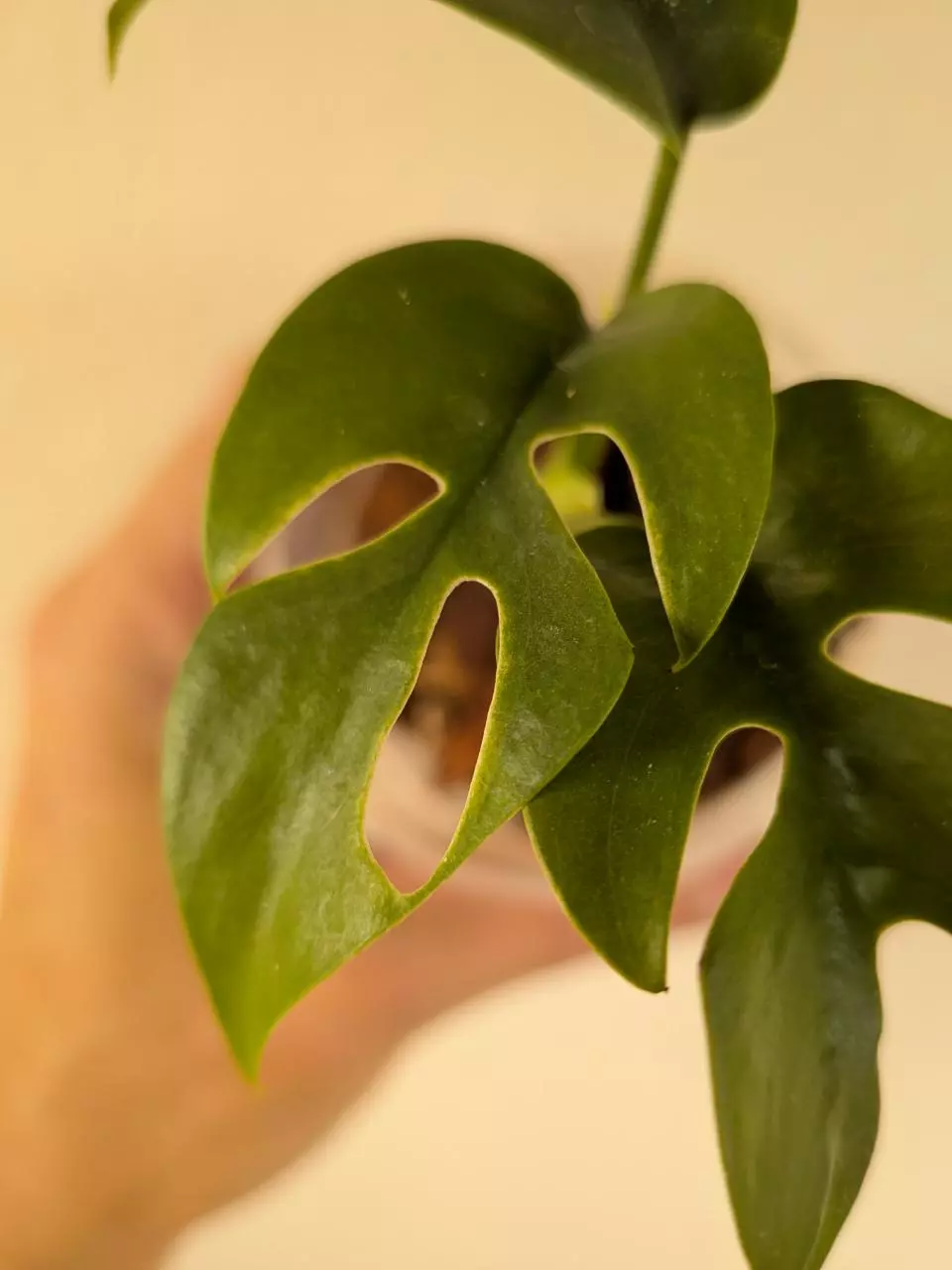 plant/Rhaphidophora tetrasperma variegated (reverted?)-1