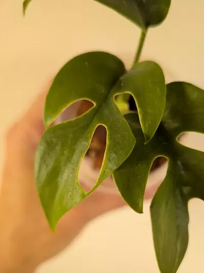 plant/Rhaphidophora tetrasperma variegated (reverted?)-1-thumbnail