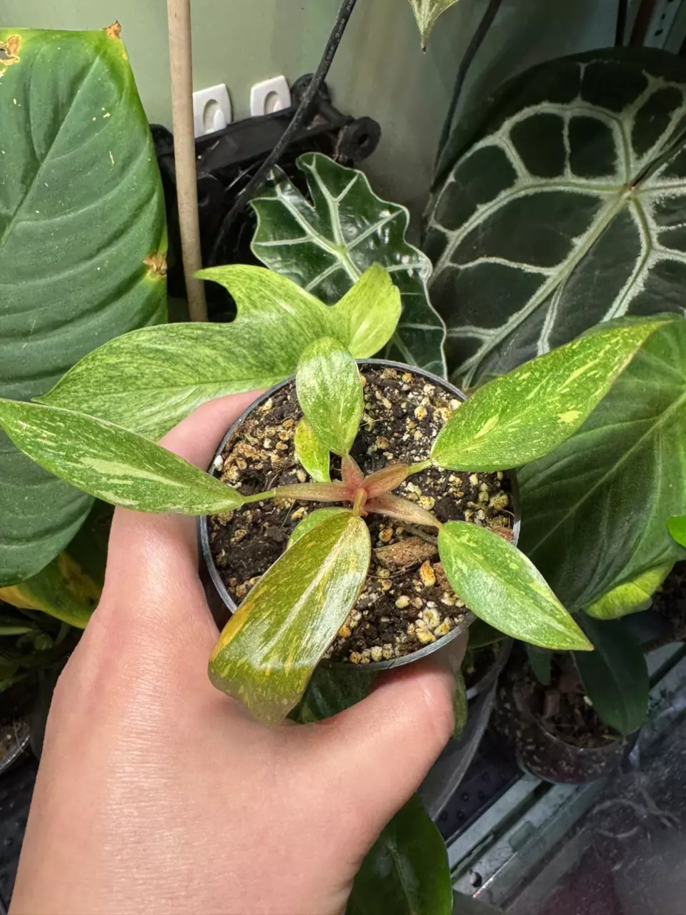 plant/Philodendron Orange Princess Variegated-0