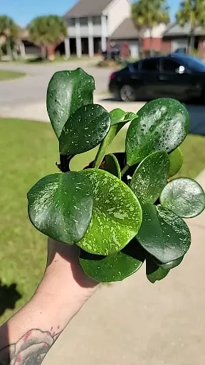 plant/Hoya obovata splash-1
