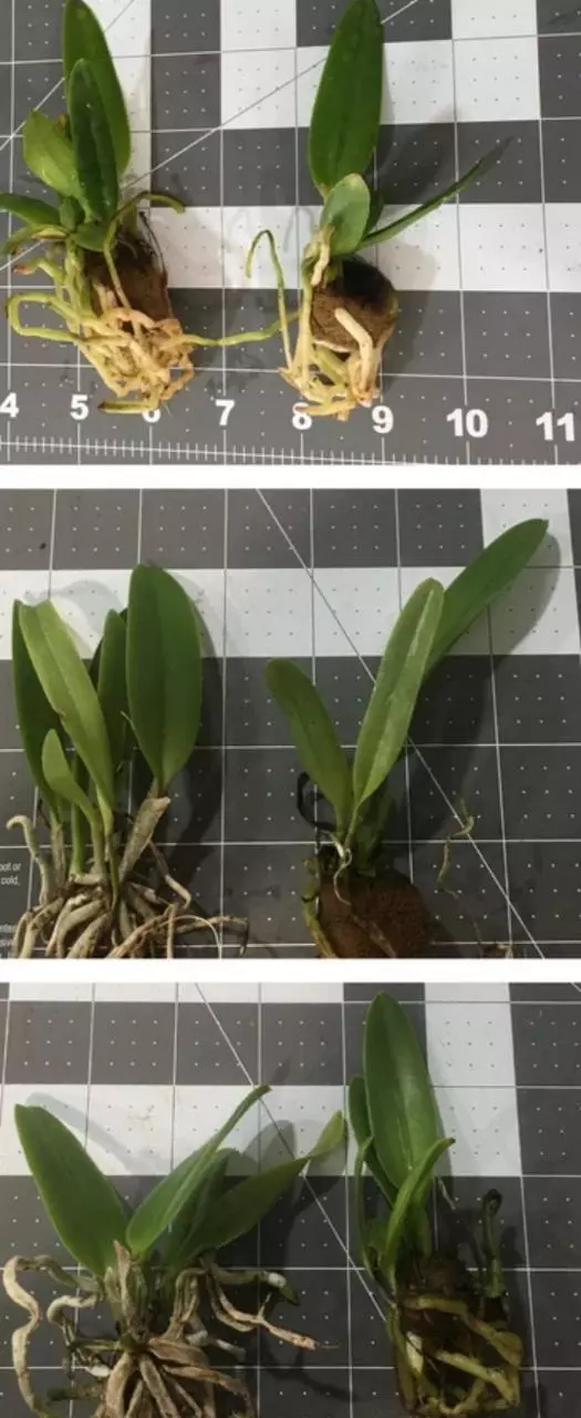 plant/Bundle of 5 Cattleya starter plugs-0