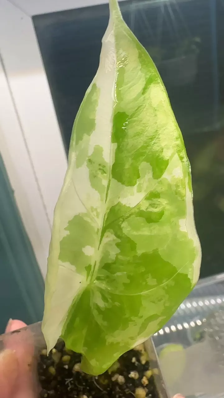 plant/Alocasia Acuminata Albo-1