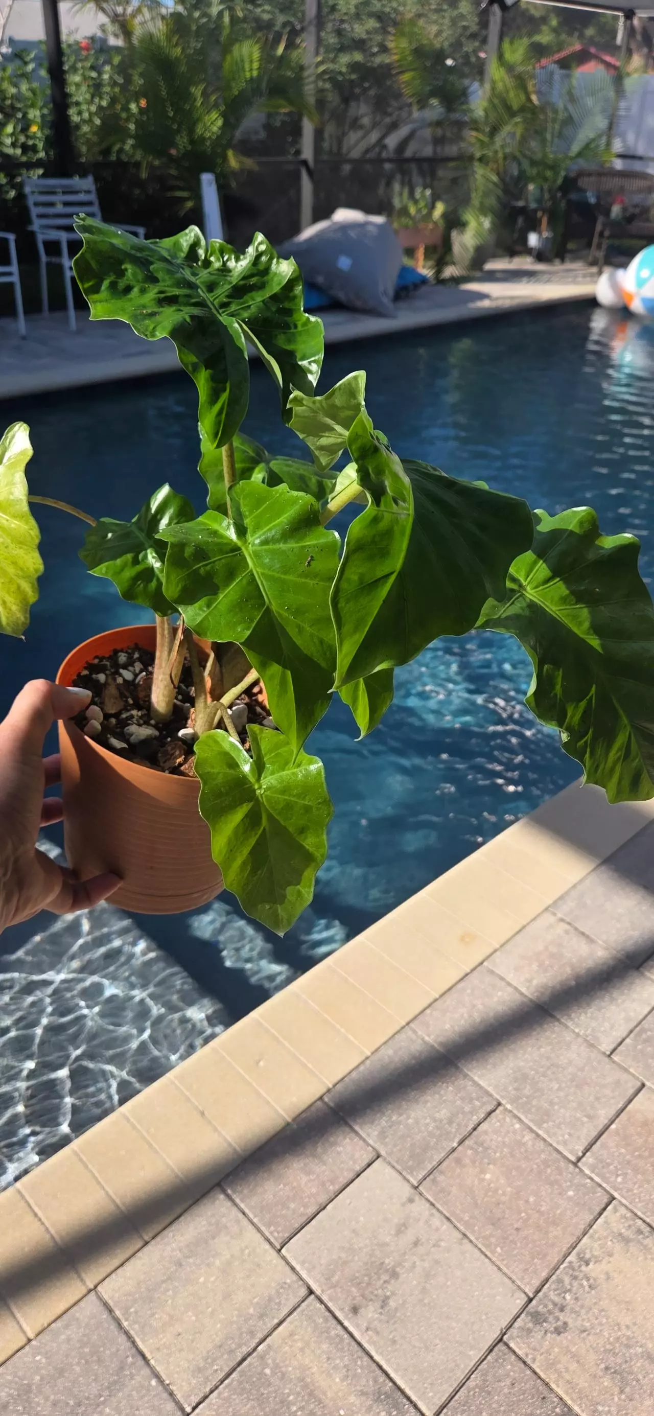 plant/Alocasia "low rider"-2