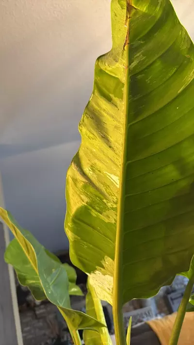 plant/var philo Orlando-1-thumbnail