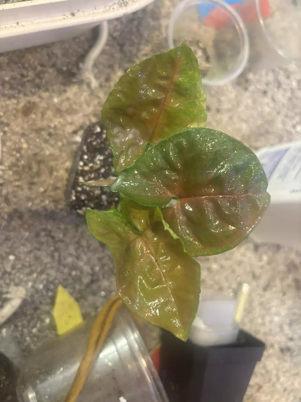 plant/Syngonium Merry Maria-3