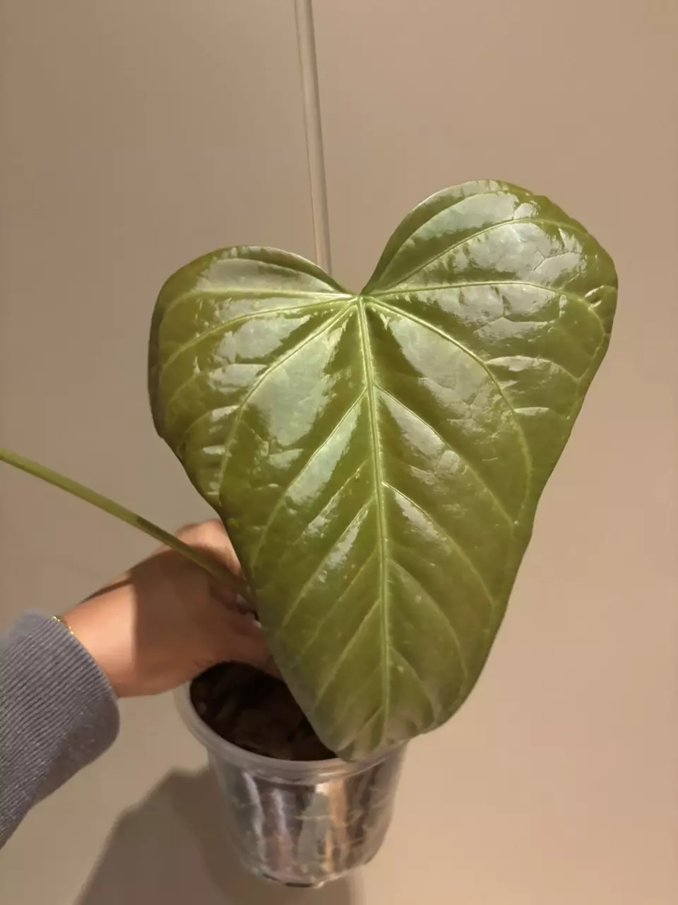 plant/Anthurium yasuni heart (magnificum x moronense)-1