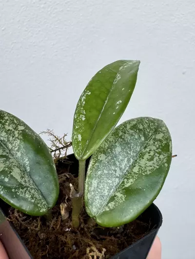 plant/Hoya Wilbur Graves China-3-thumbnail