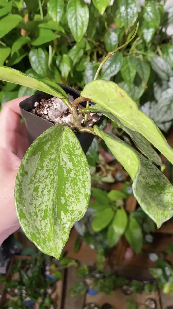 plant/Hoya Pubicalyx Splash-2