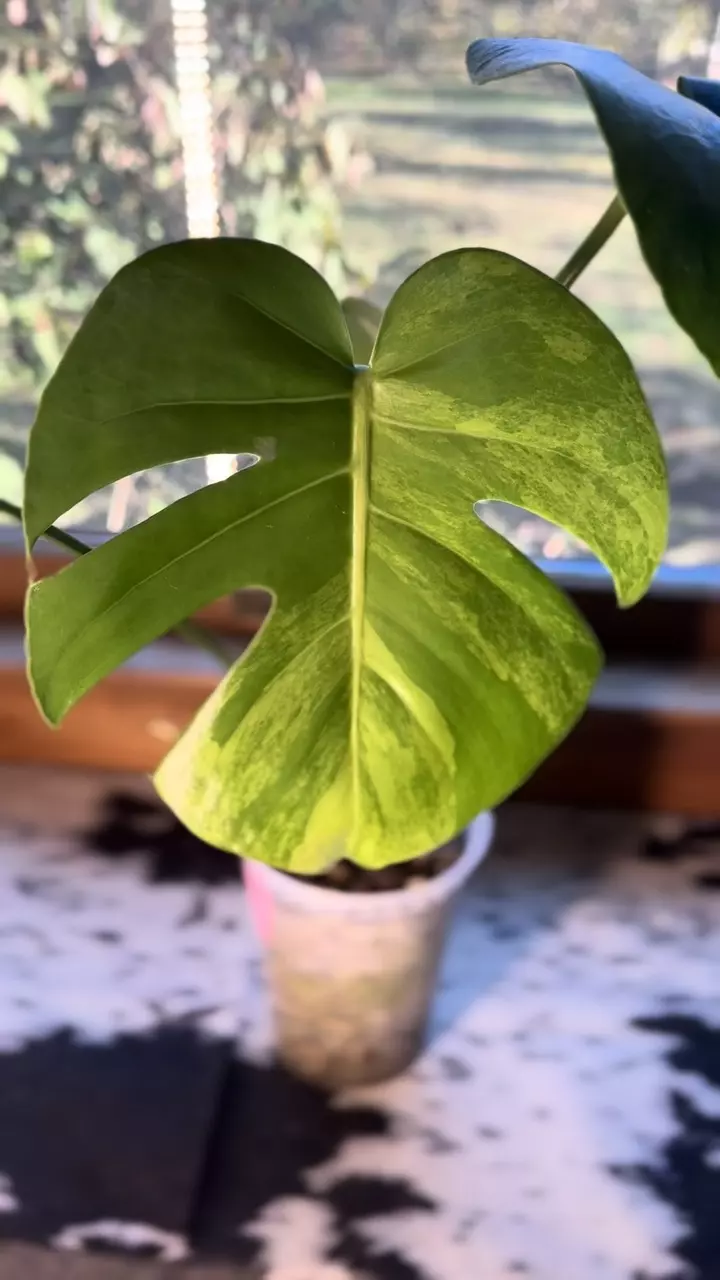 plant/Monstera Aurea Green on Green! 💚💚💚-1