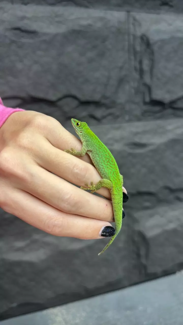 plant/Phelsuma sundbergi unsexed-0