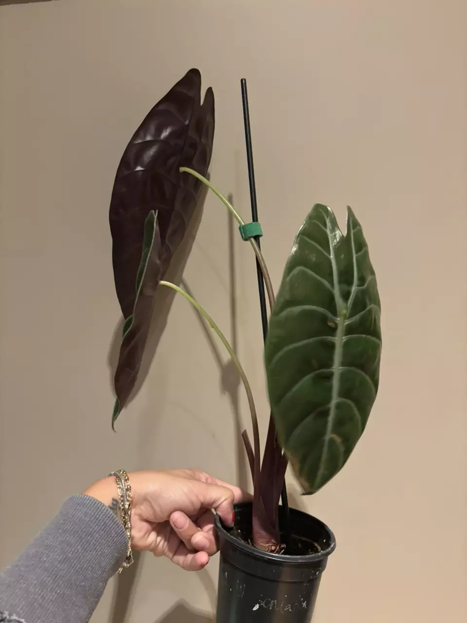 plant/Alocasia sedenii-1