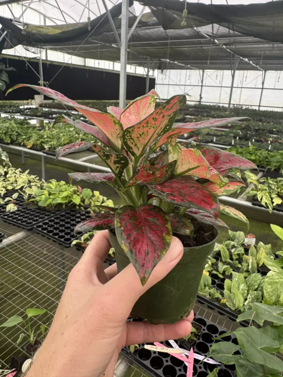 plant/Aglaonema black maroon 4” pot growers choice-6