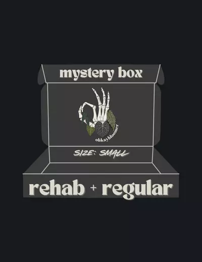 plant/ANTHURIUM MYSTERY BOX: REHAB+REGULAR-0-thumbnail
