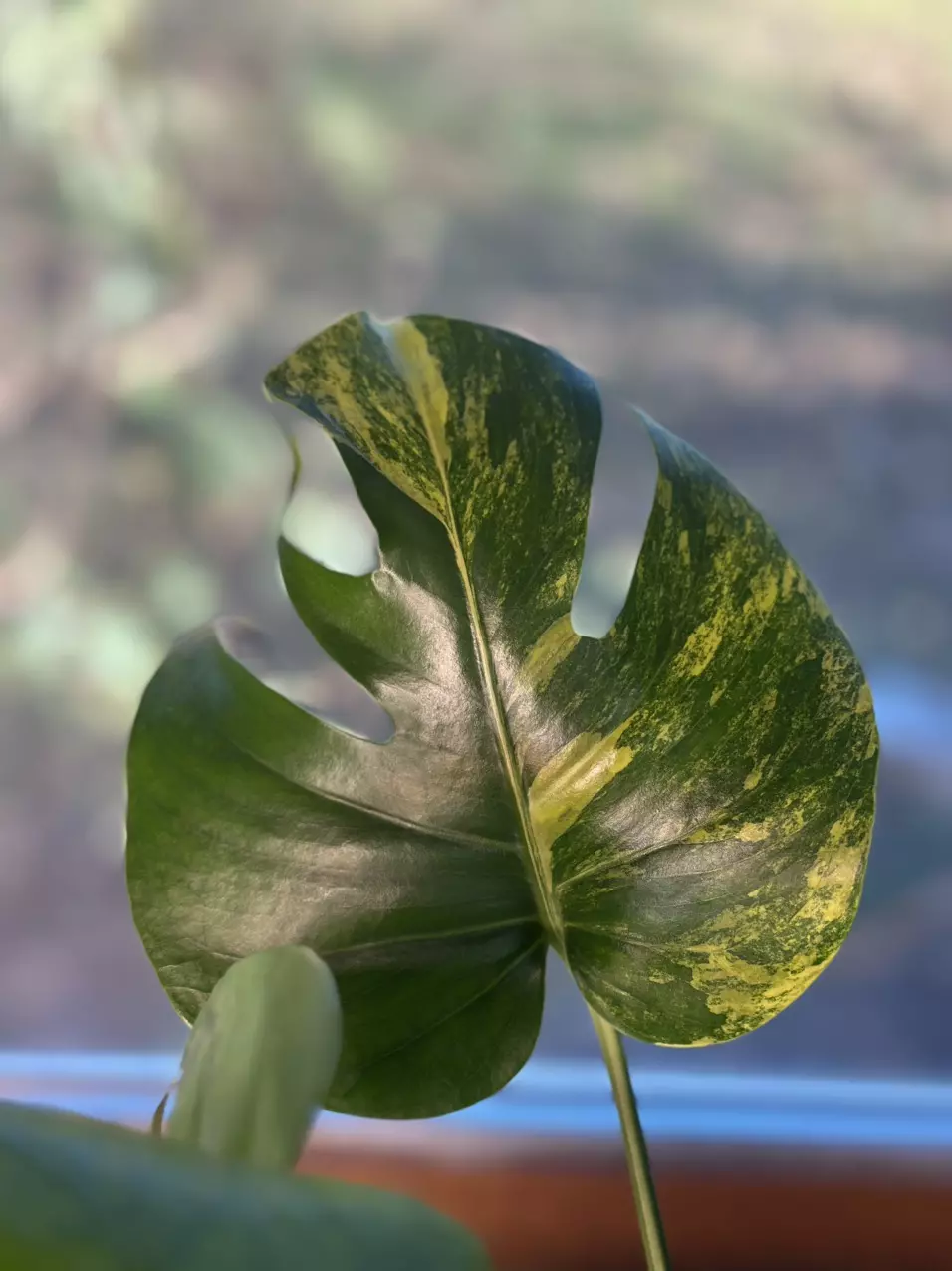 plant/Monstera Aurea Green on Green! 💚💚💚-3