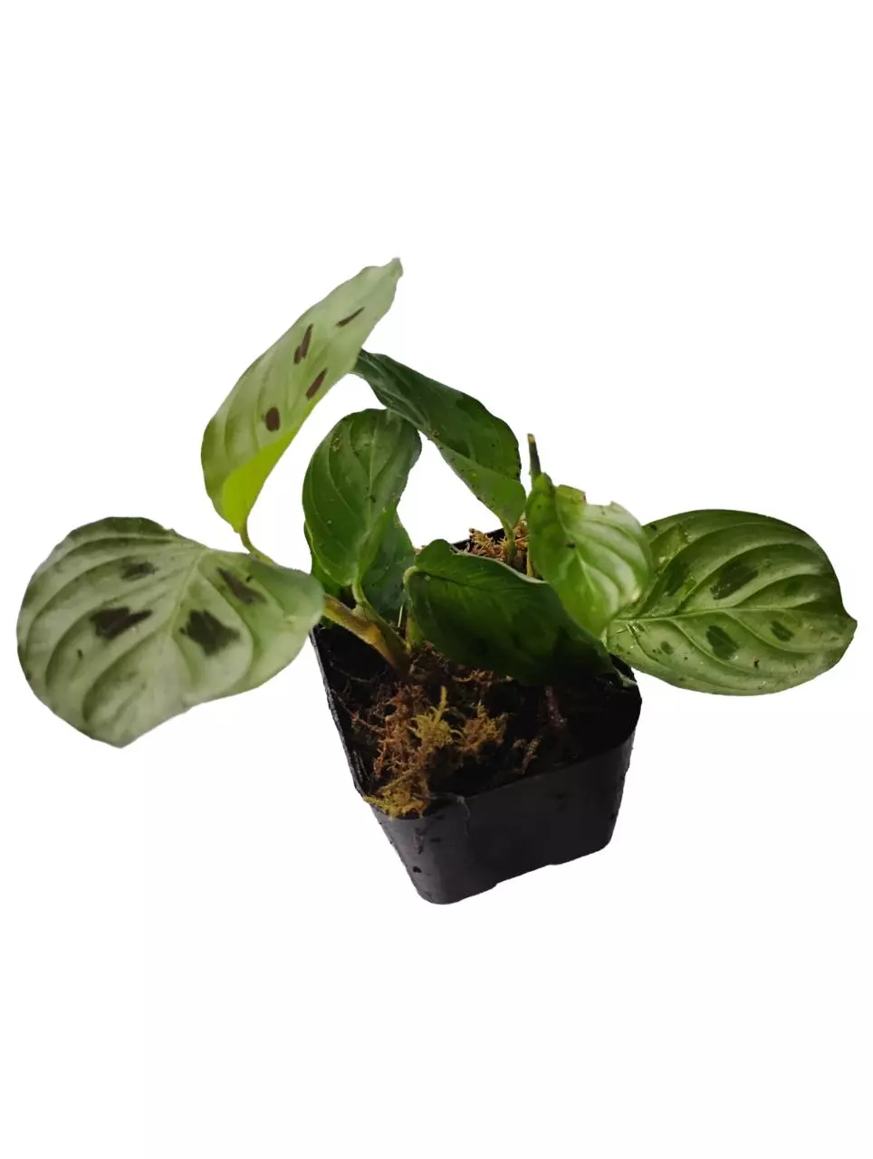 plant/Maranta sp. Repens?-0