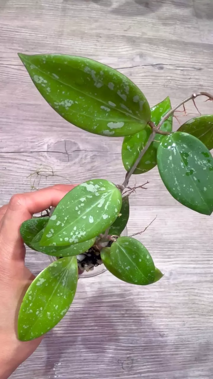 plant/Hoya Limoniaca-1