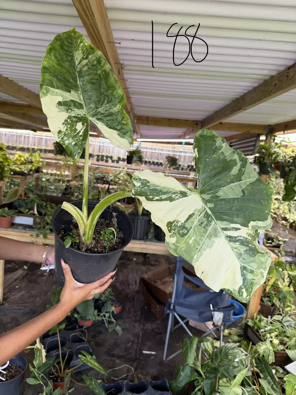plant/Shipping 2 days-0