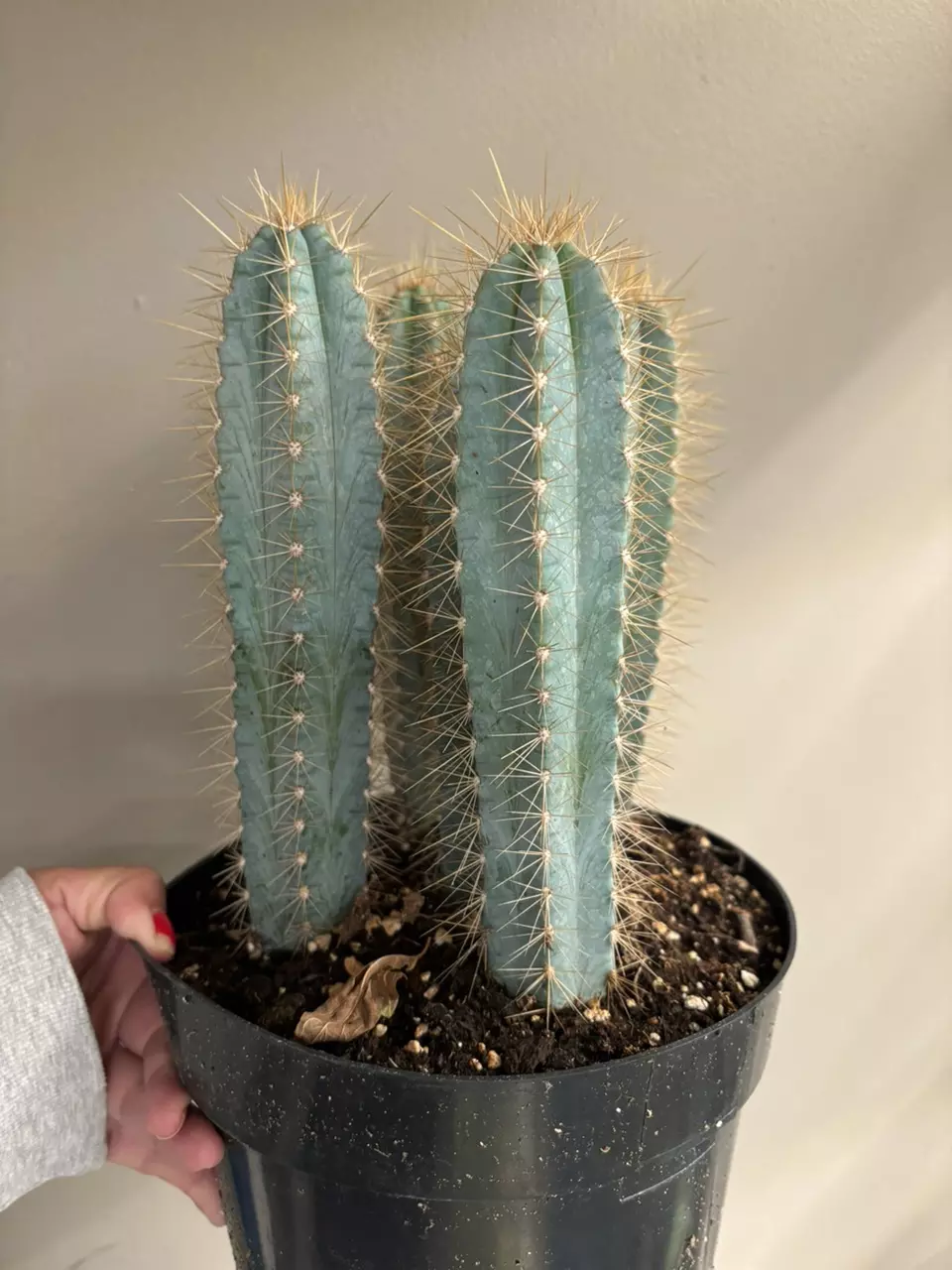 plant/Pilosocereus pachycladus (blue torch cactus)-0