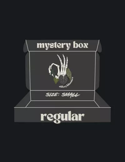 plant/ANTHURIUM MYSTERY BOX: REGULAR-0-thumbnail