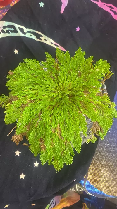 plant/Ressurection fern / rose of Jerico 9” 187-0-thumbnail