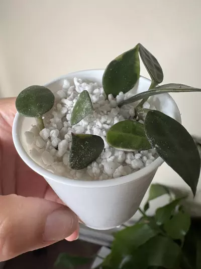 plant/Hoya Lacunosa Asami Clone 2-2-thumbnail