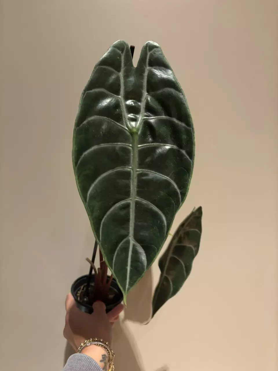 plant/Alocasia sedenii-0