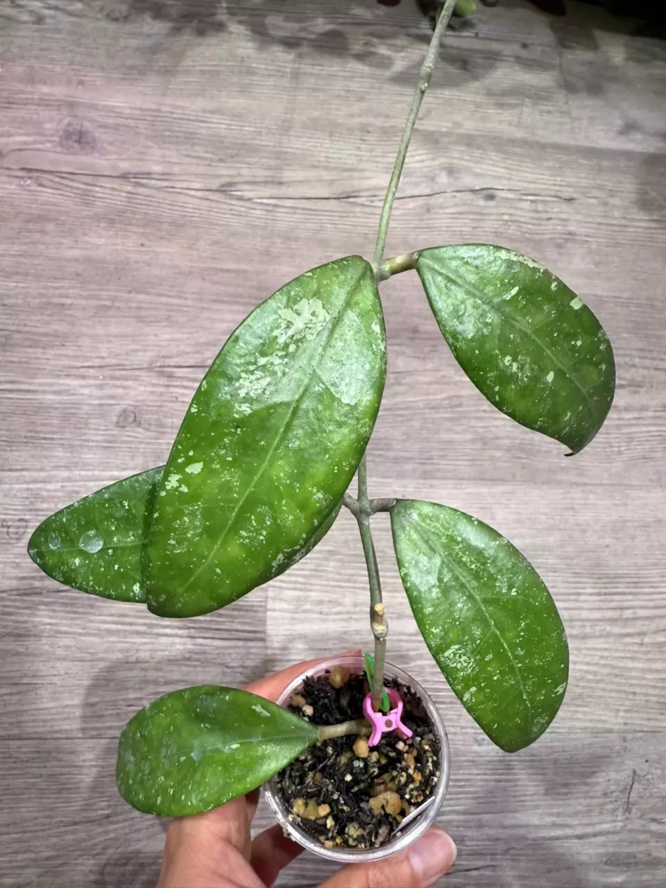 plant/Hoya Ko Chang island-0