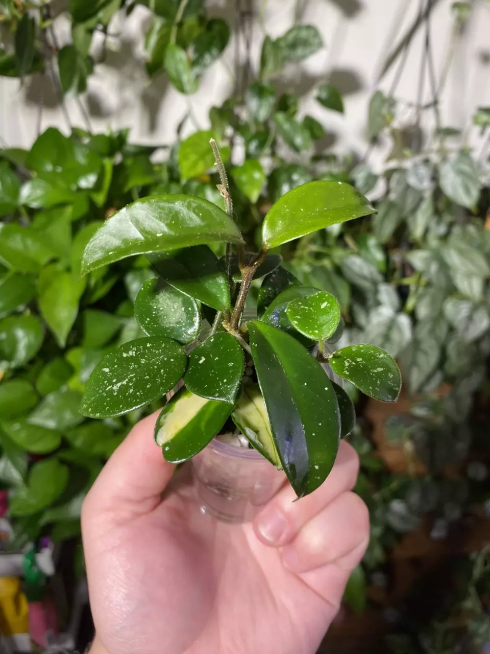 plant/Mixed Hoya Cuttings-0