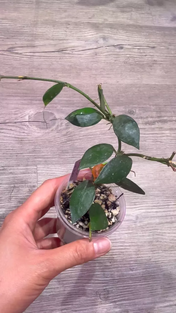 plant/Hoya Lacunosa sp Aceh-1