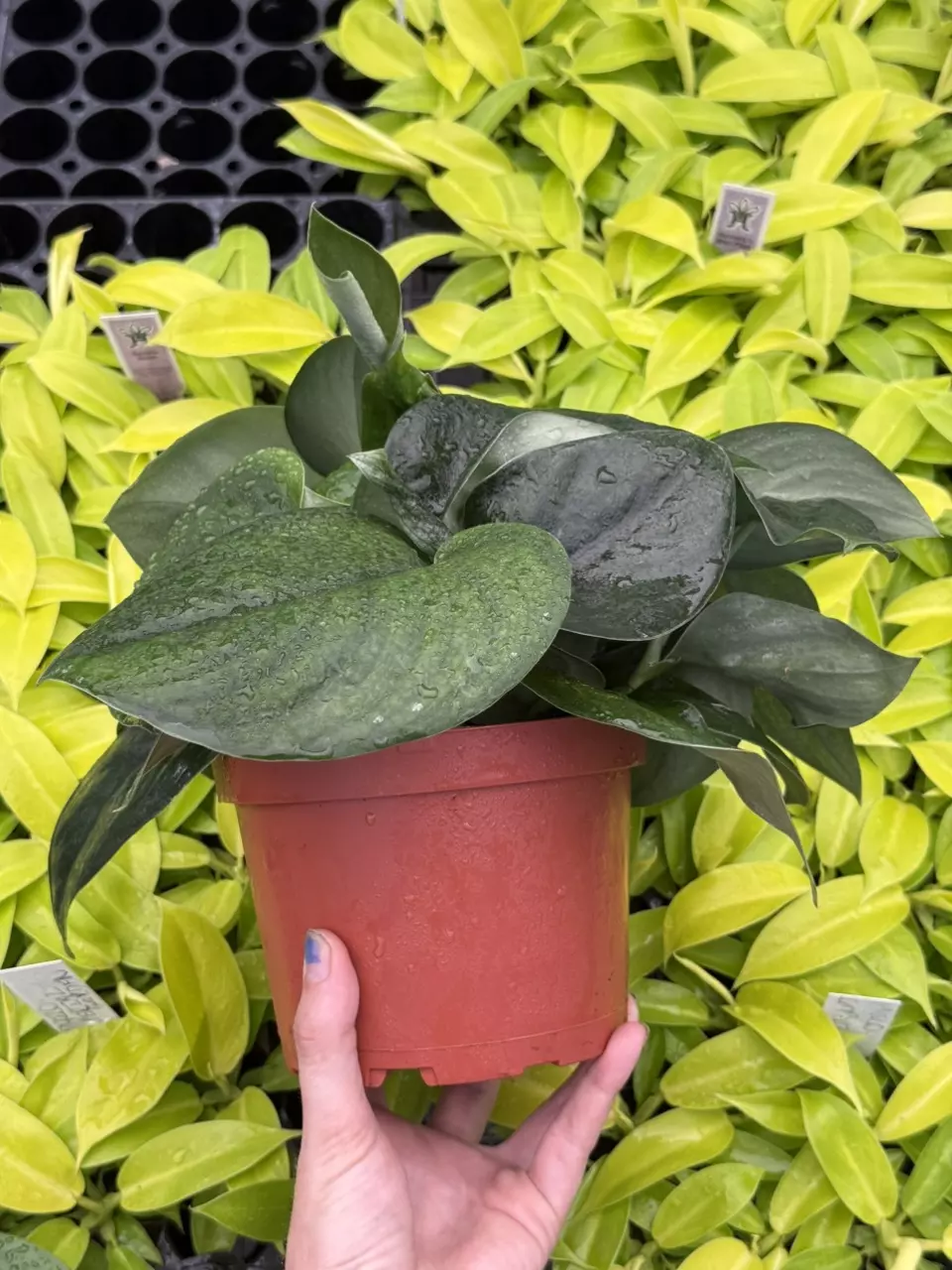 plant/Scindapsus Jade Satin 6” pot growers choice-1