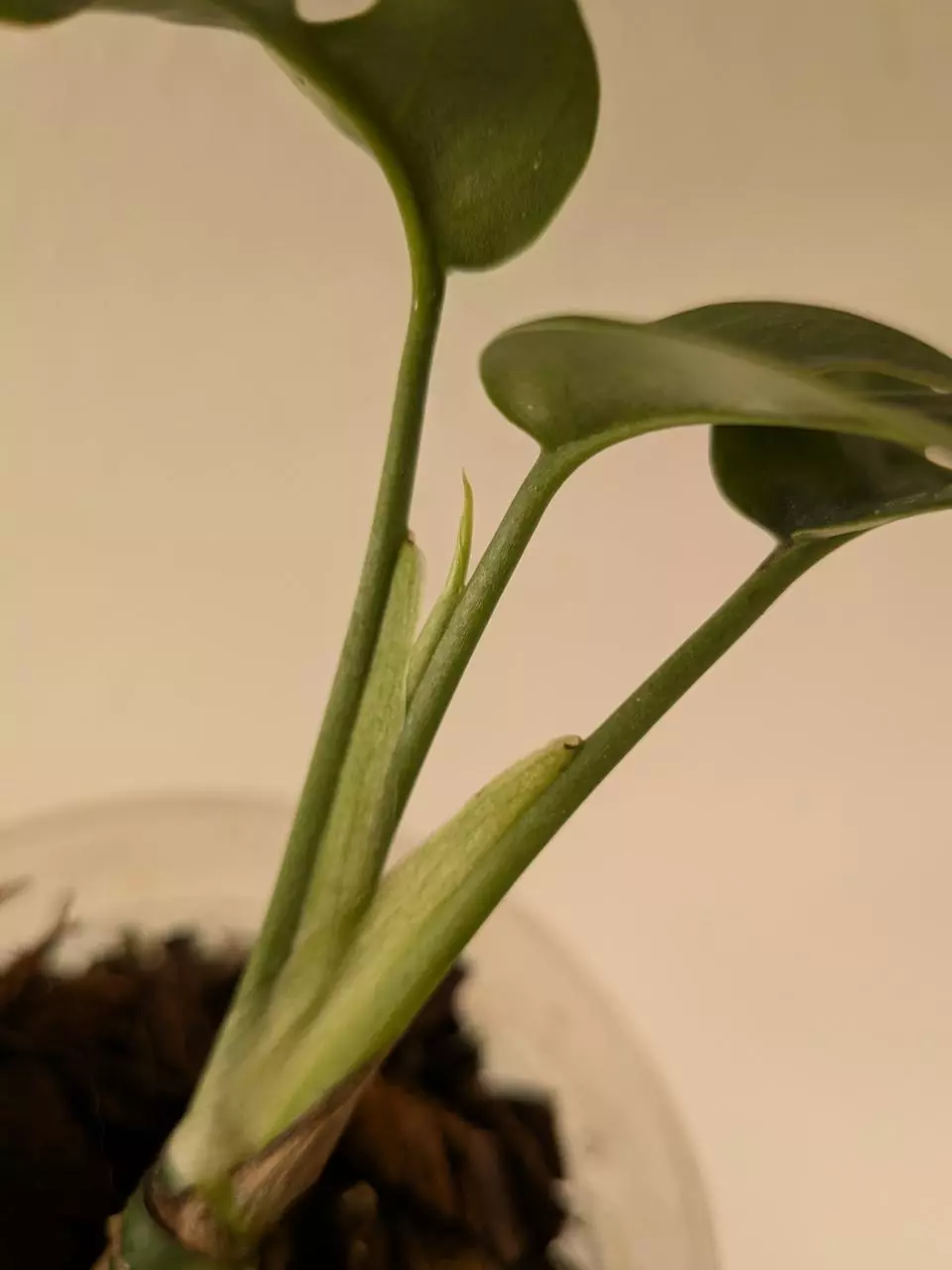 plant/Rhaphidophora tetrasperma variegated (reverted?)-2