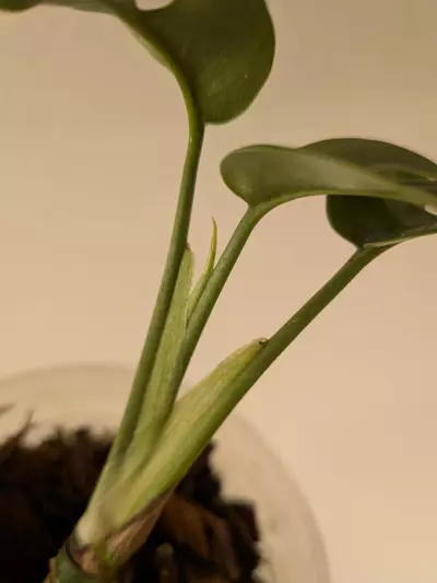 plant/Rhaphidophora tetrasperma variegated (reverted?)-2-thumbnail