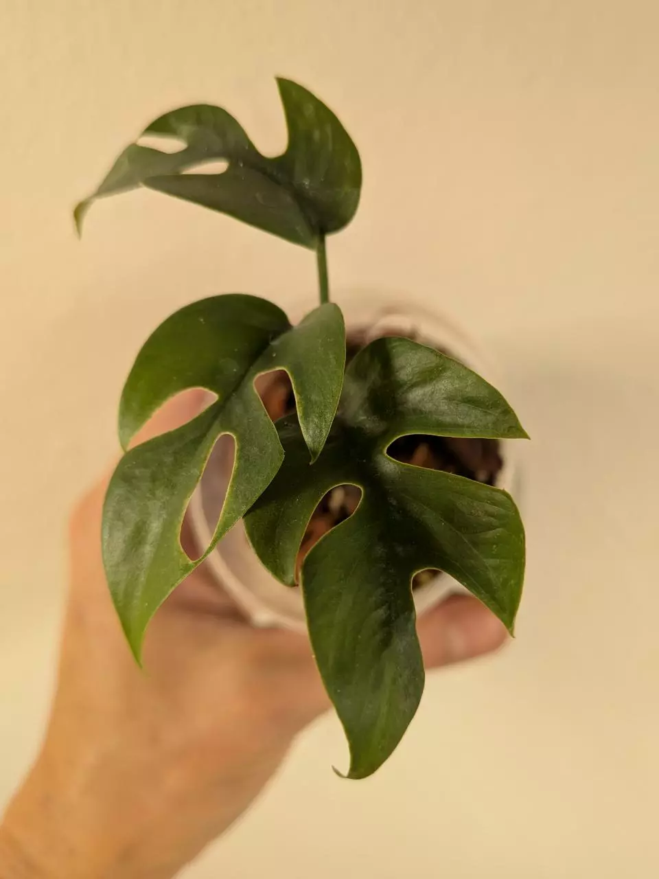 plant/Rhaphidophora tetrasperma variegated (reverted?)-0