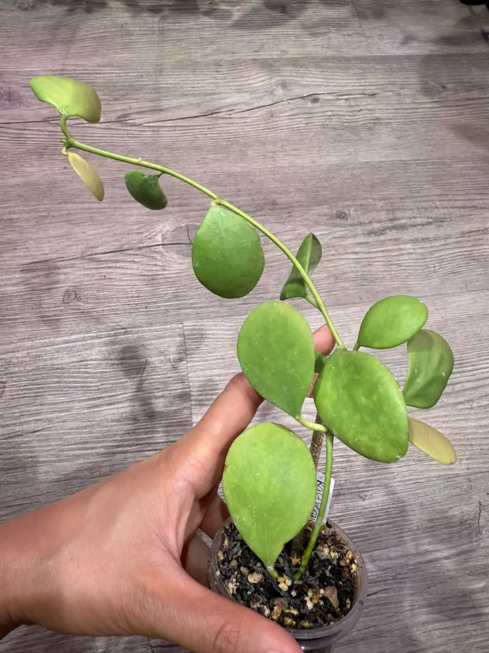 plant/Hoya Kastbergii-0
