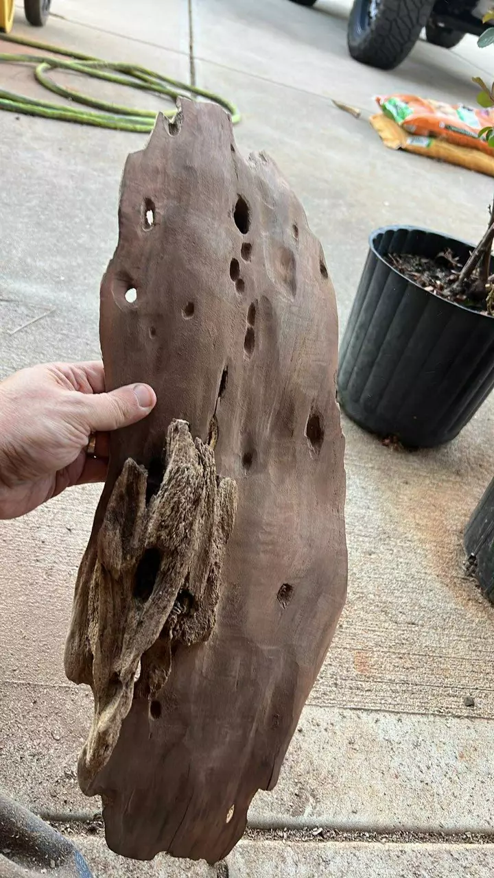 plant/Finished driftwood for plant mounts - custom to your specifications -l/xl-1