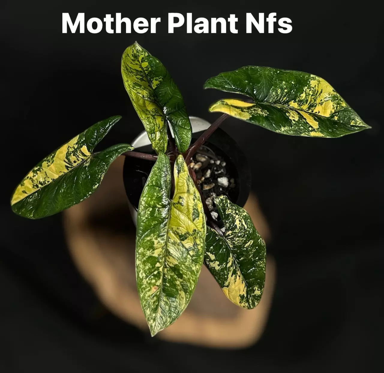 plant/Alocasia Scalprum Aurea-2
