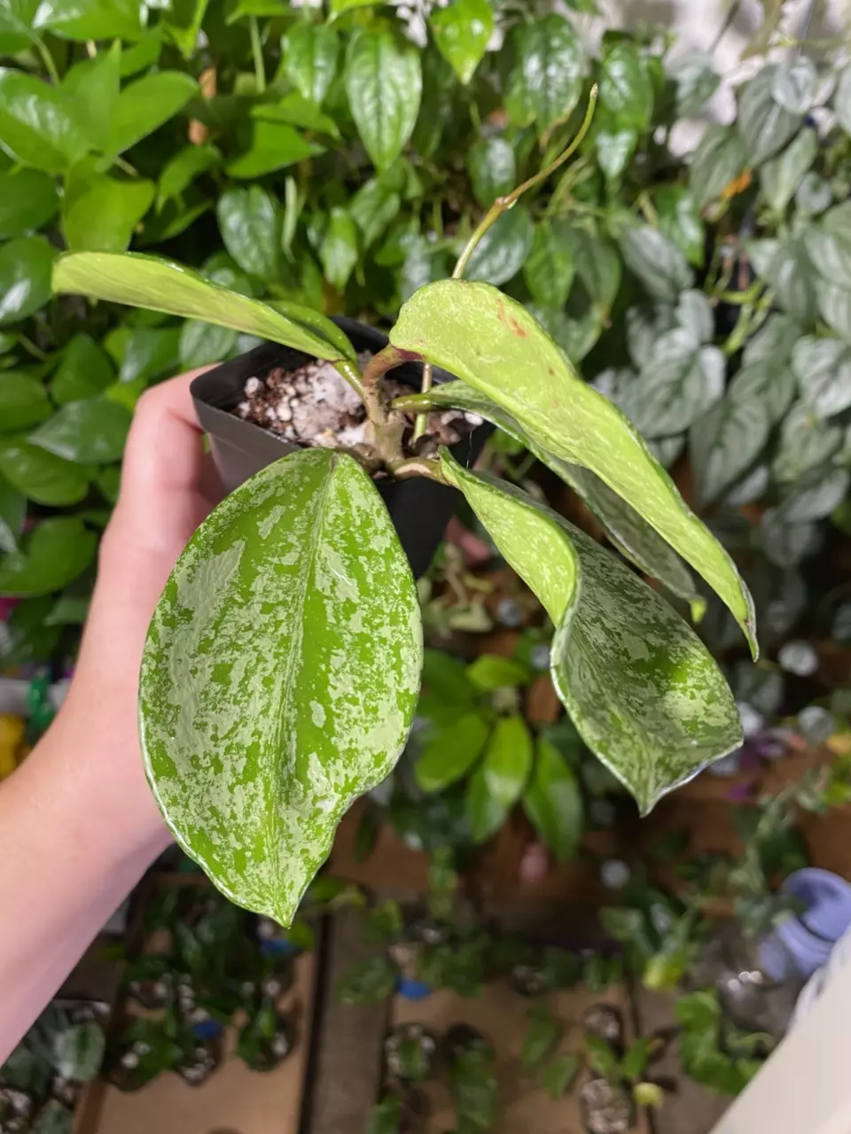 plant/Hoya Pubicalyx Splash-1