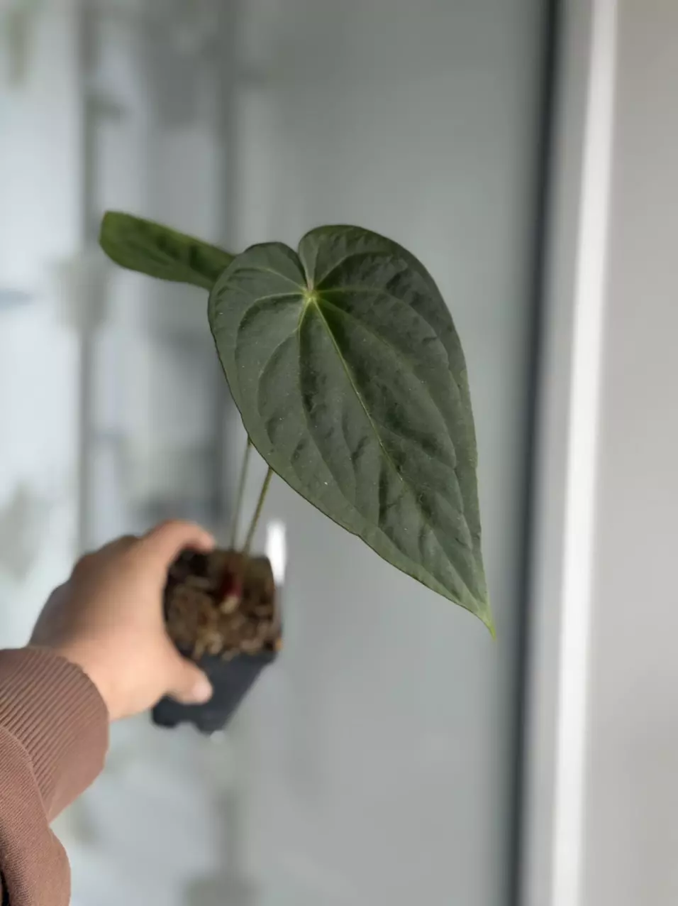 plant/Magnificum x BVEP RA9-0