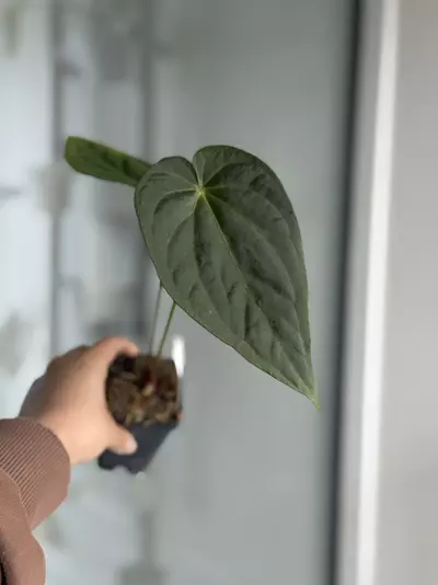 plant/Magnificum x BVEP RA9-0-thumbnail