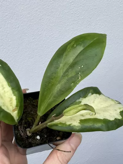 plant/Variegated Hoya Incrassata Moonshadow-3-thumbnail