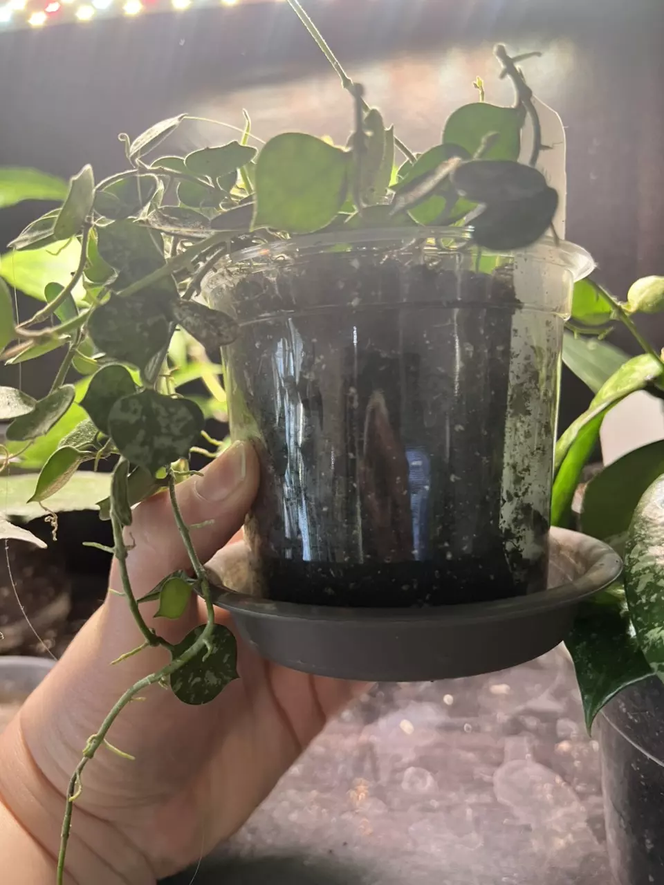 plant/Hoya Curtsii-1