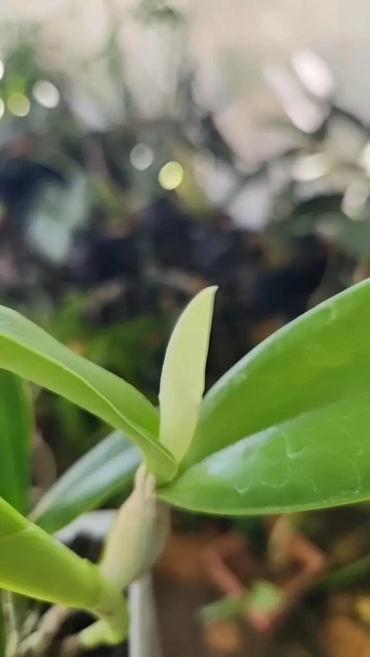plant/Cattleya Aurantiaca spots x cattleya harmill orange glow Blooming size-2