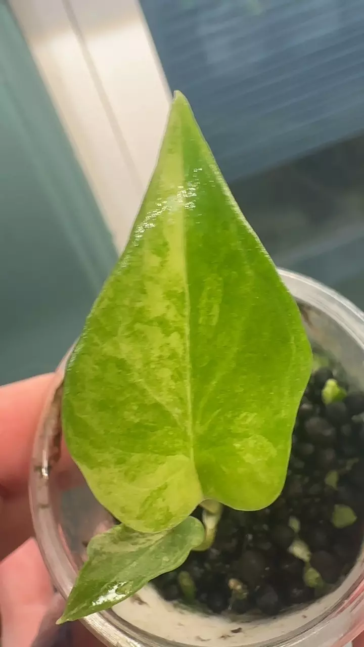 plant/Alocasia Scalprum Aurea-1