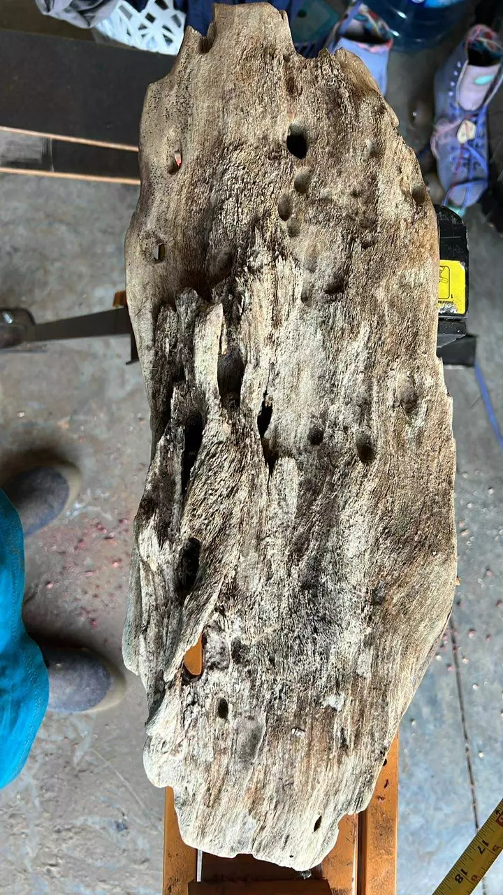 plant/Finished driftwood for plant mounts - custom to your specifications -l/xl-0