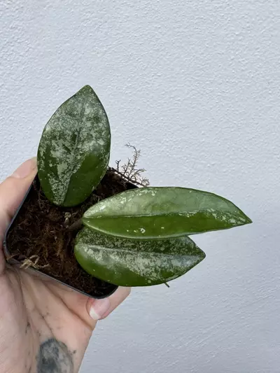 plant/Hoya Wilbur Graves China-1-thumbnail