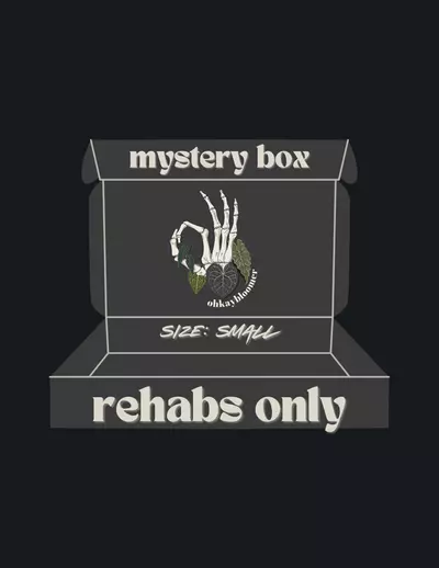 plant/ANTHURIUM MYSTERY BOX: REHABS ONLY-0-thumbnail