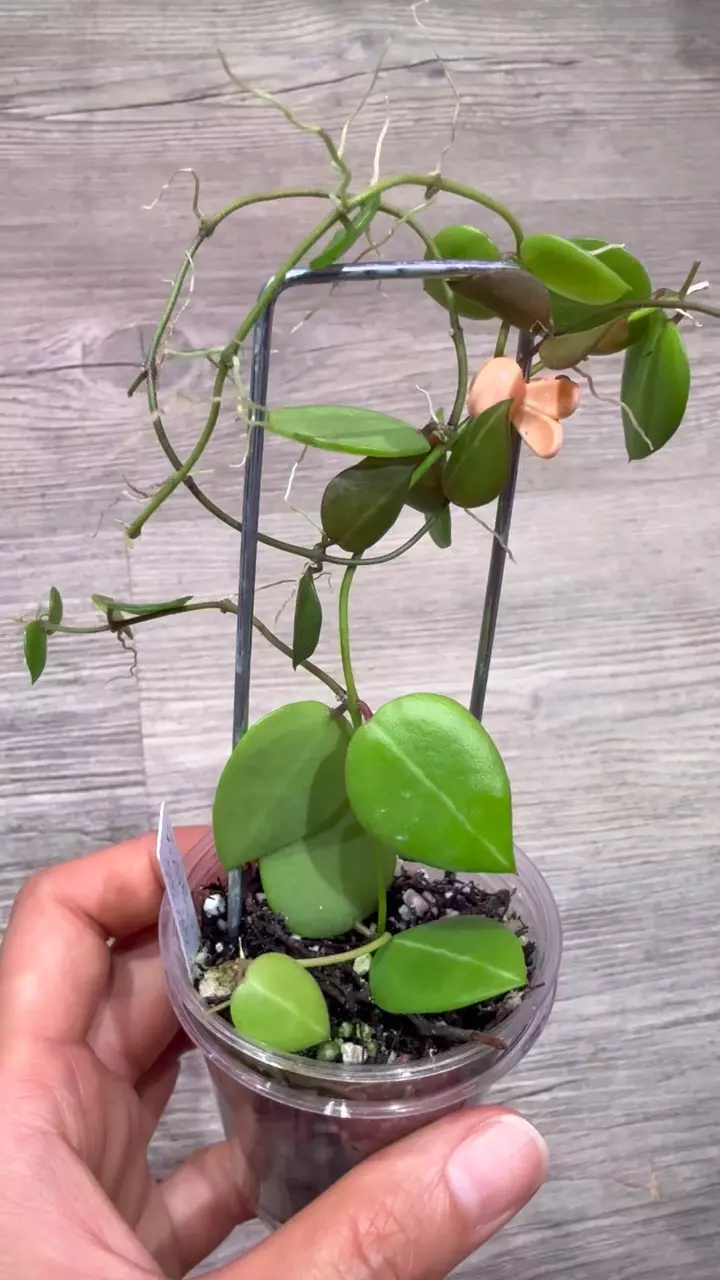 plant/Dischidia one stripe-1