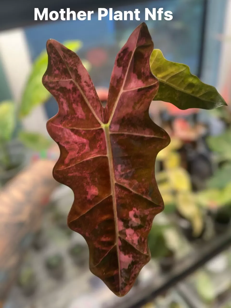 plant/Alocasia Pink Pseudo Sanderiana-1